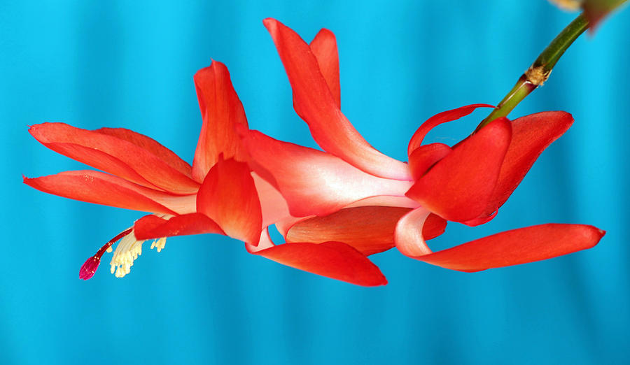 Single Red Bloom Photograph by E Faithe Lester