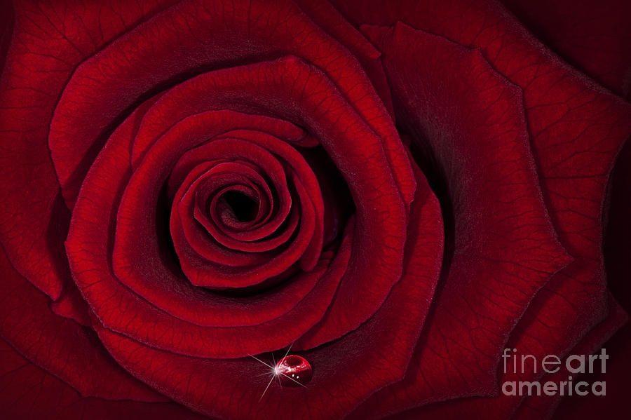 Valentines Day Photograph - Single Red by Jacky Parker