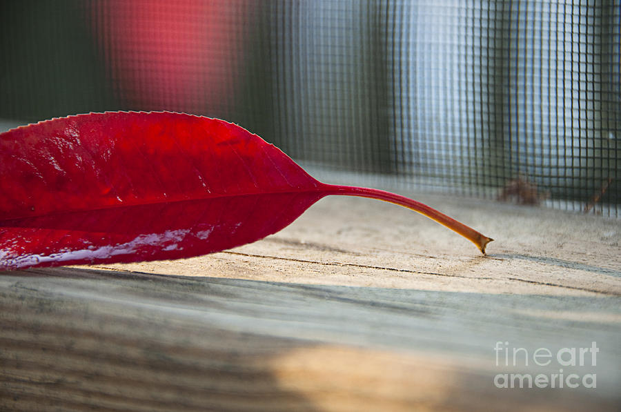 Single Red Leaf Photograph by Terry Rowe