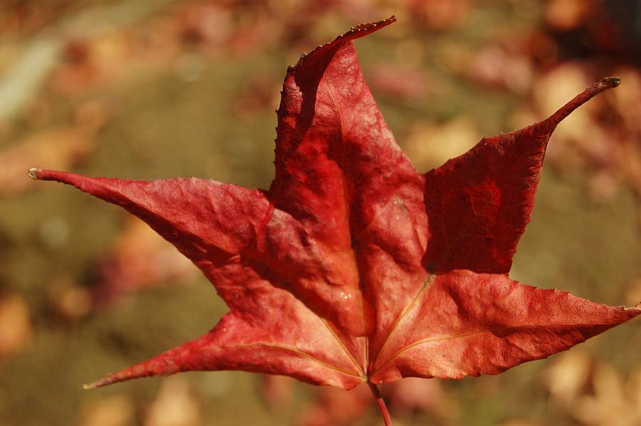 Single Red Maple Leaf Photograph by Linda Brody
