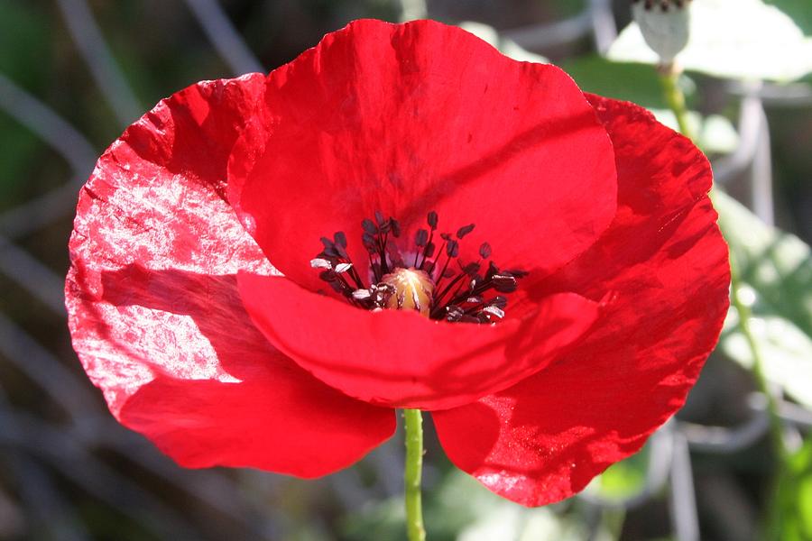 Single Red Poppy Flower  Photograph by Taiche Acrylic Art