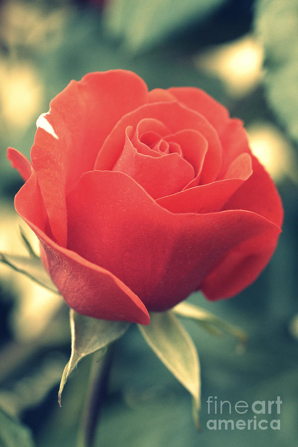 Single red Rose Photograph by Amanda Mohler