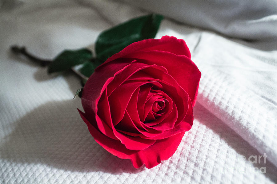 Single Red Rose Photograph by Arlene Carmel