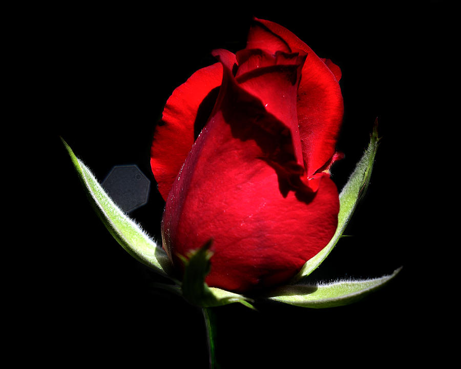 Rose Photograph - Single Red Rose by Camille Lopez