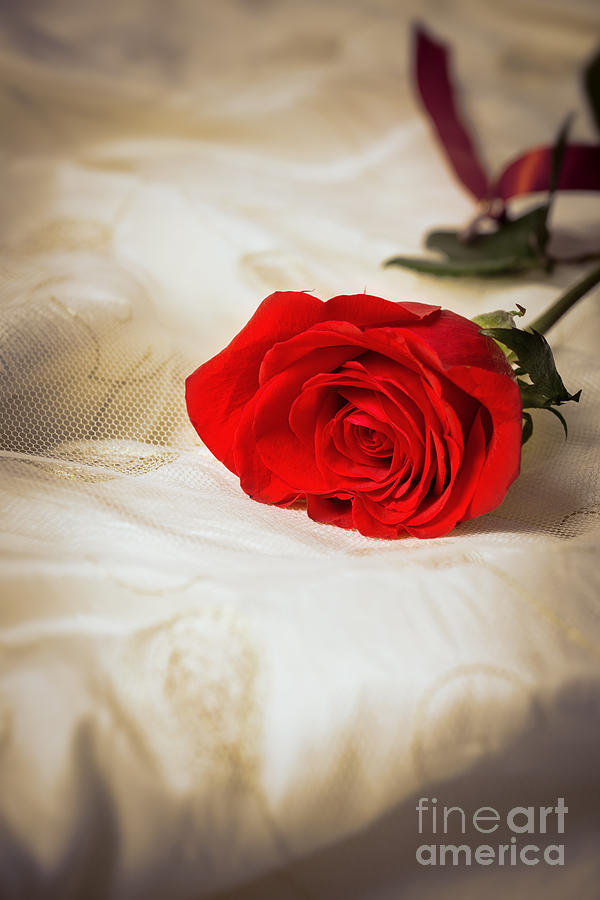 Vintage Photograph - Single Red Rose by Amanda Elwell