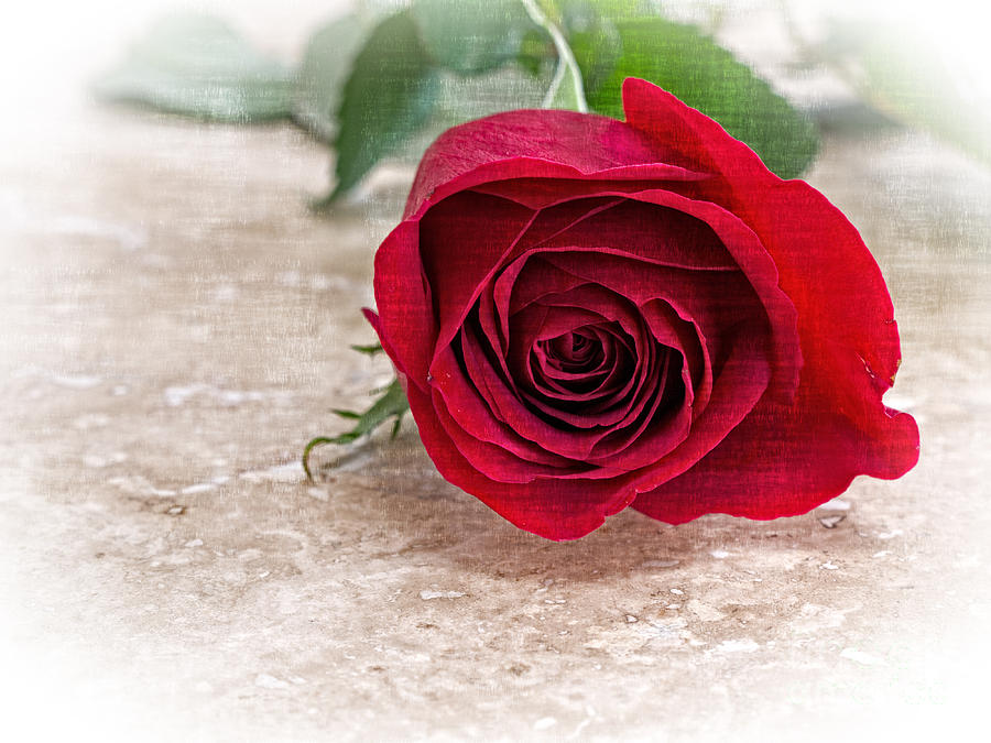Single Red Rose Photograph by Edward Fielding