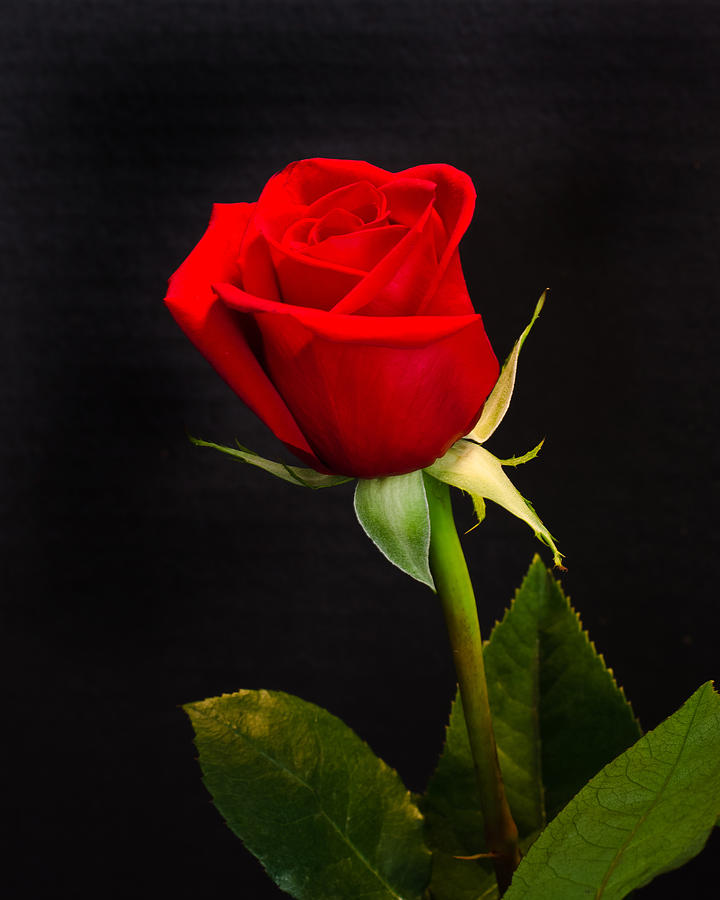 Image of Close-up of a single red rose