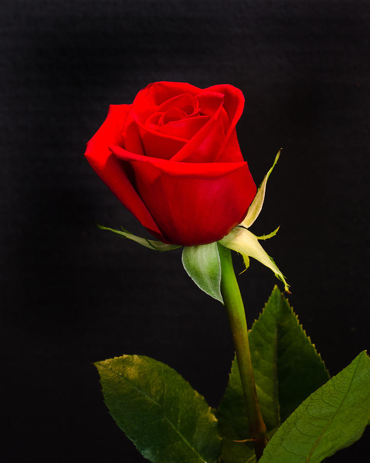 Single Red Rose by Janna Scott