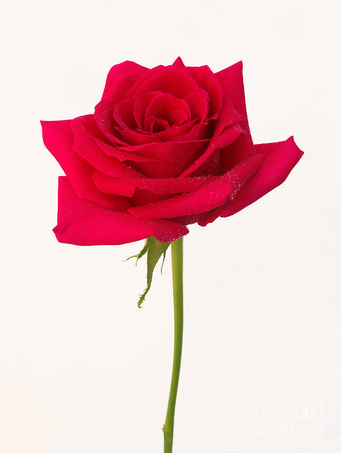 Demokrati Renovering belønning Single red rose Photograph by Rosemary Calvert - Pixels