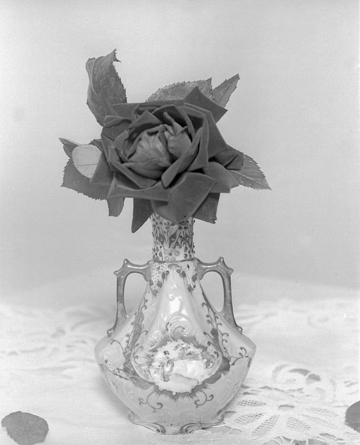 Single Red Rose Photograph by William Haggart