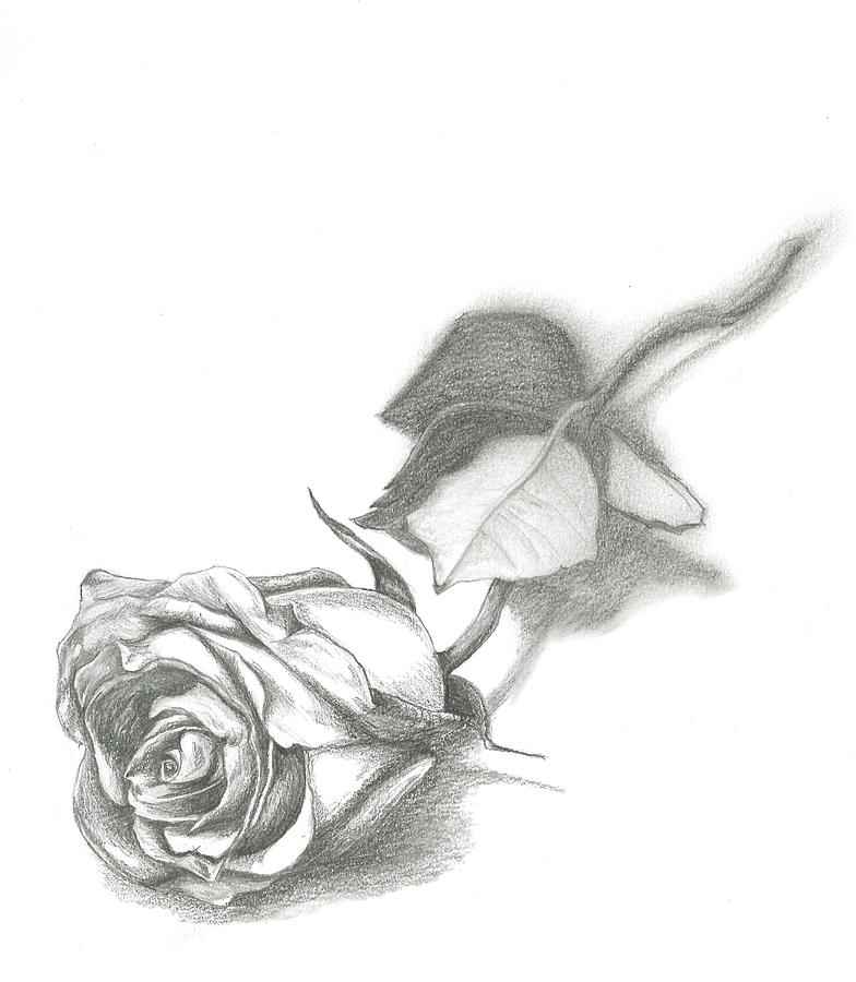 SIngle Rose Drawing by David Lingenfelter | Fine Art America