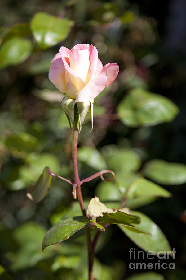 Single Rose Photograph by David Millenheft