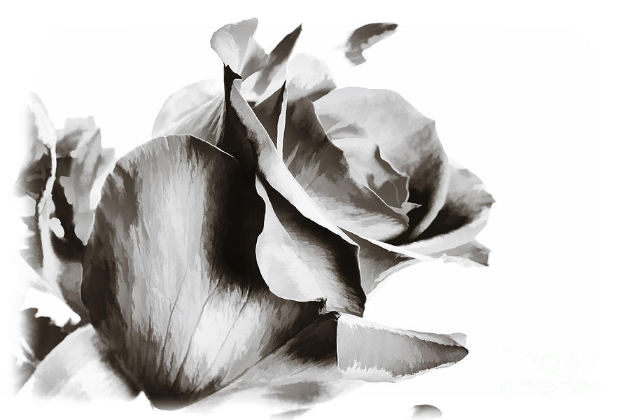 Single Rose flower Painting in Sepia 3187.01 Painting by M K Miller
