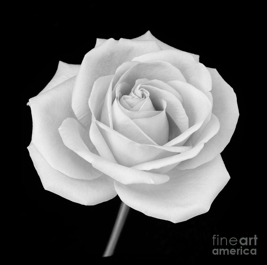 Single rose in black and white Photograph by Rosemary Calvert - Fine ...