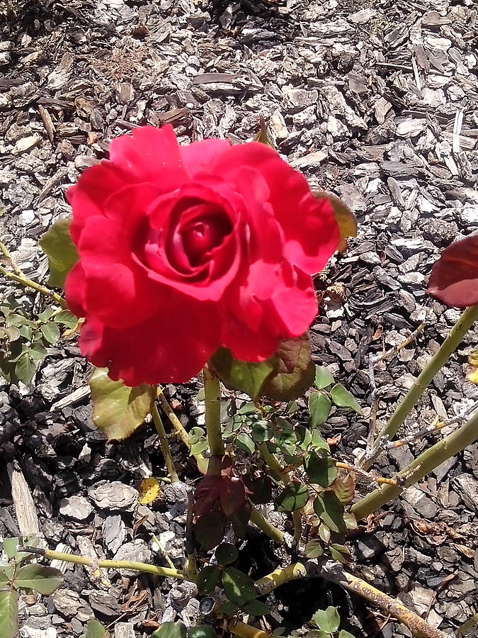 Single Rose Photograph by James Mcmurray - Fine Art America