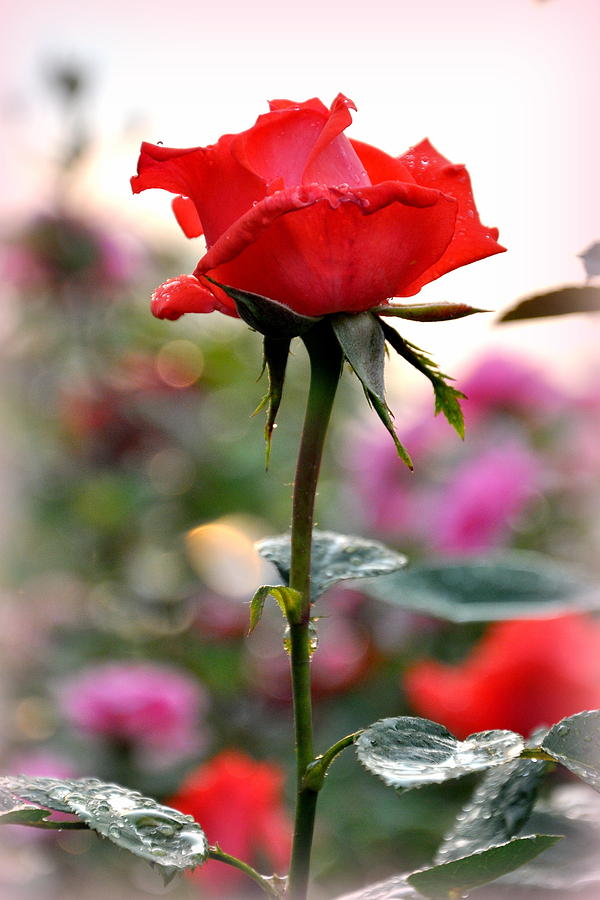 Single Rose Photograph by Mary Margaret Driedger - Fine Art America