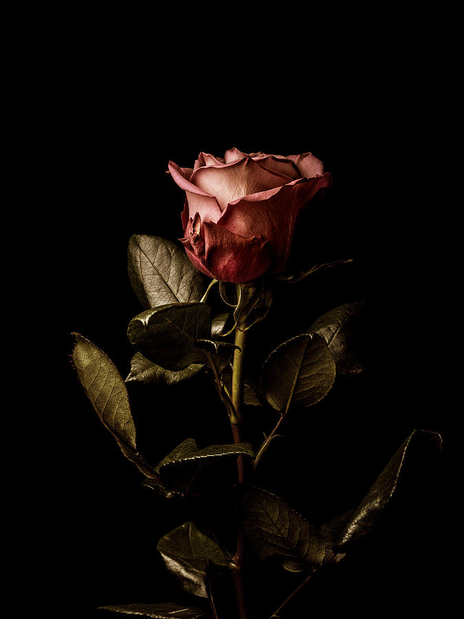 Single rose, moody lighting Photograph by Jonathan Knowles