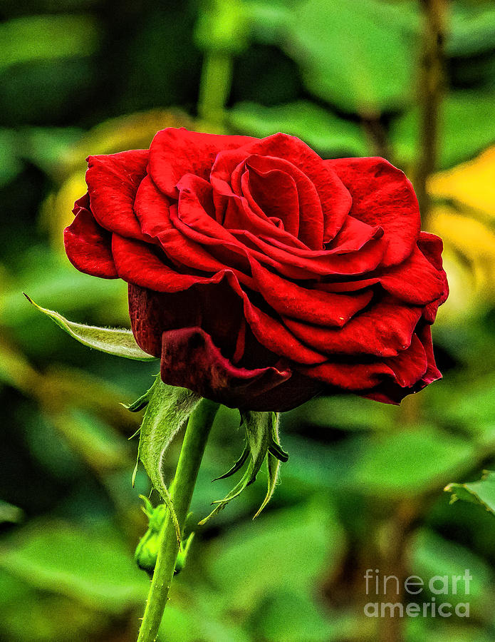 Single Rose Photograph by Nick Zelinsky Jr