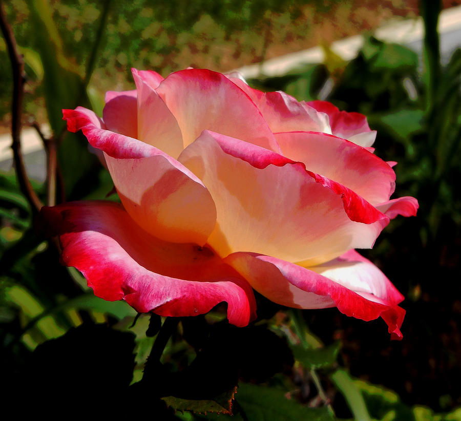 Single Rose Photograph by Pamela Walton - Fine Art America