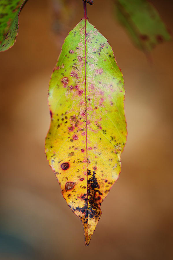 Fall Photograph - Single by Sarah Coppola