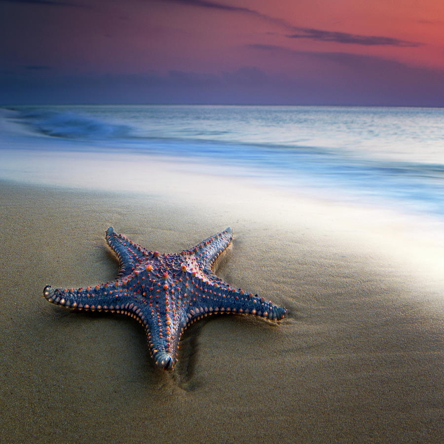 Single Sea Star Photograph by Visionandimagination.com