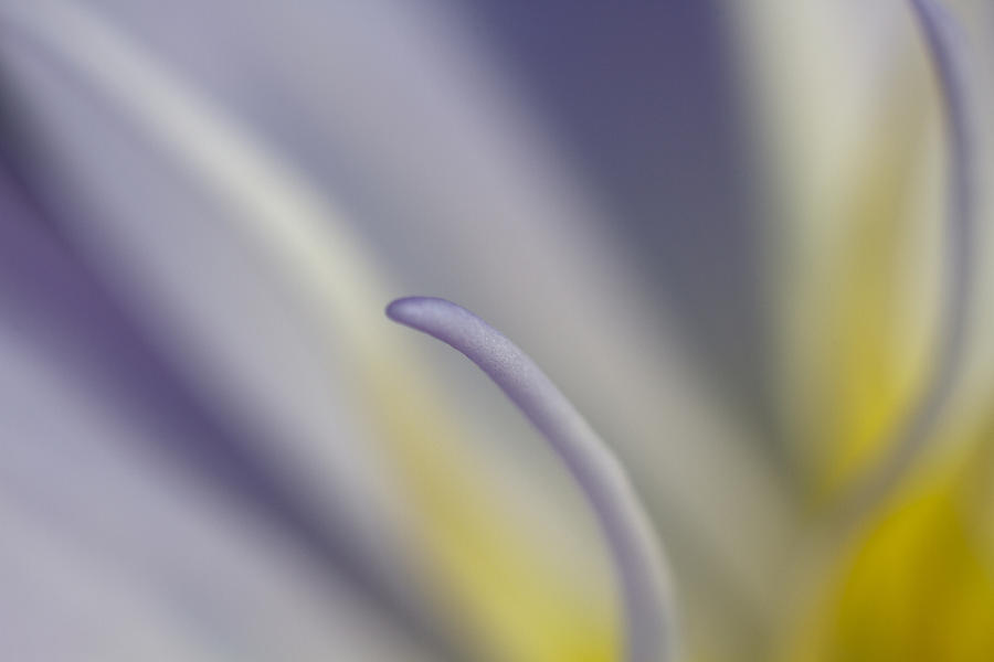 Single Stamen Photograph by Wes and Dotty Weber