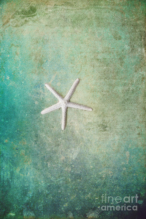 Single Starfish Photograph by Sylvia Cook