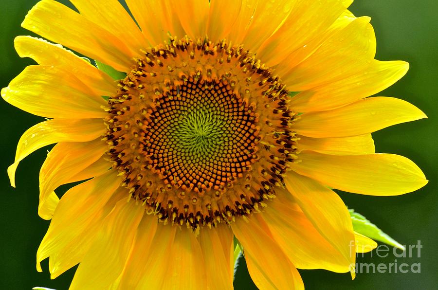 Nature Photograph - Single Sunflower by AnnaJo Vahle