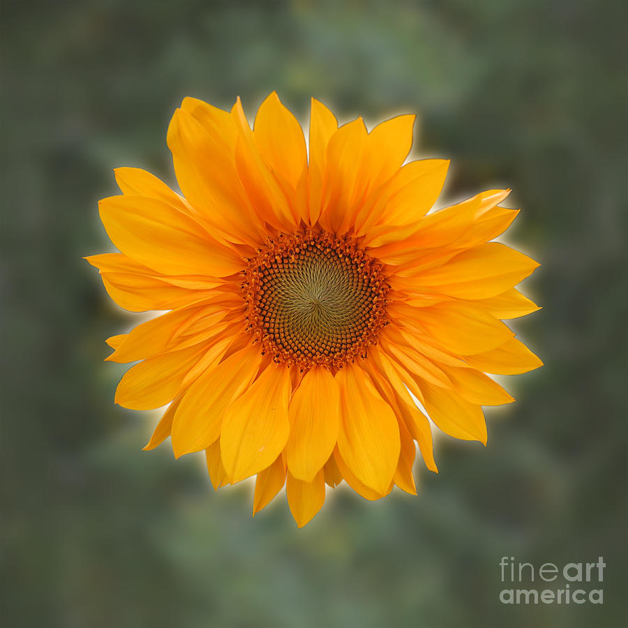 Single Sunflower Photograph by Sterling Gold