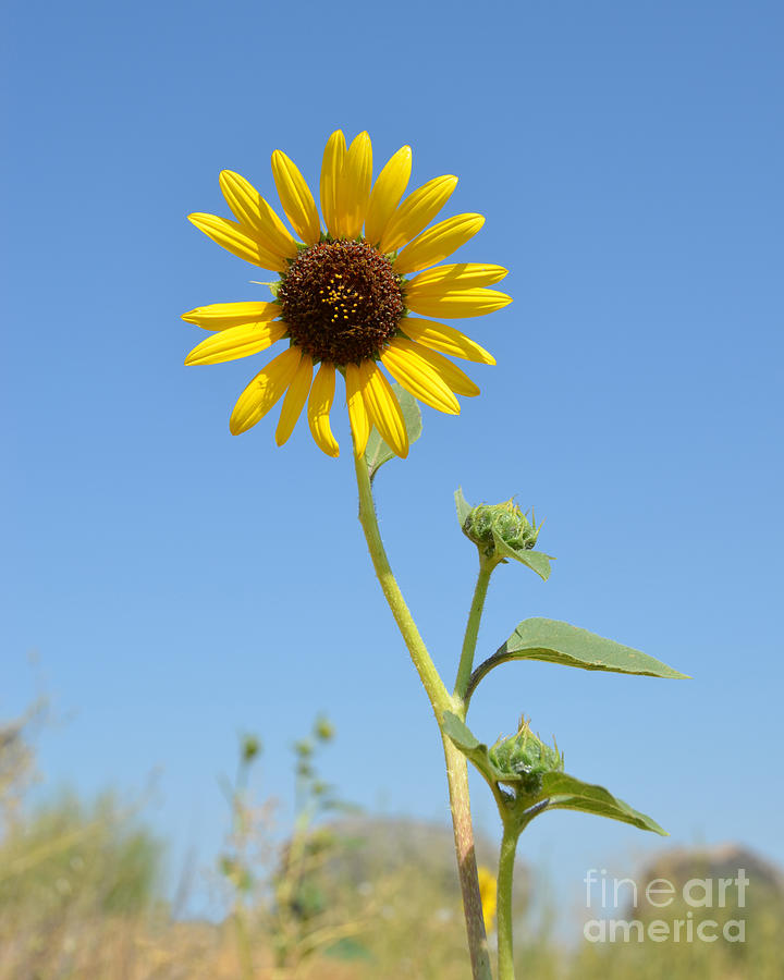 Single Sunflower Photograph by Debra Thompson