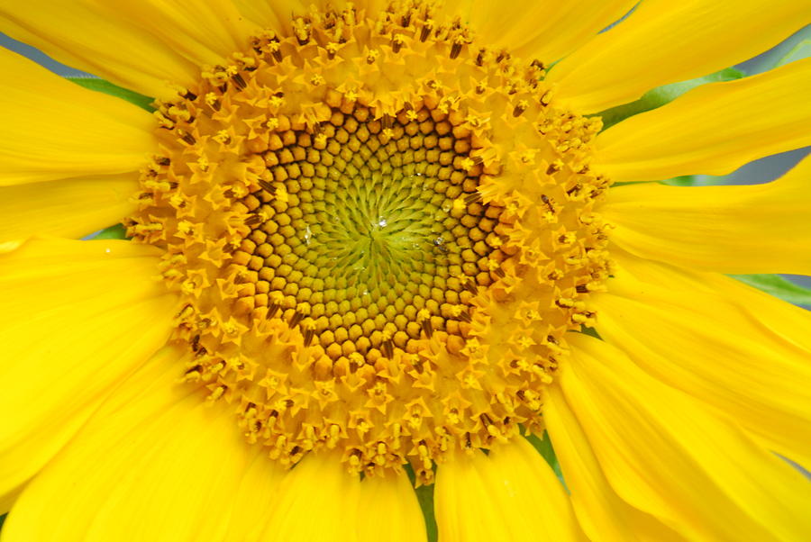 Single Sunflower Photograph by Wanda Jesfield