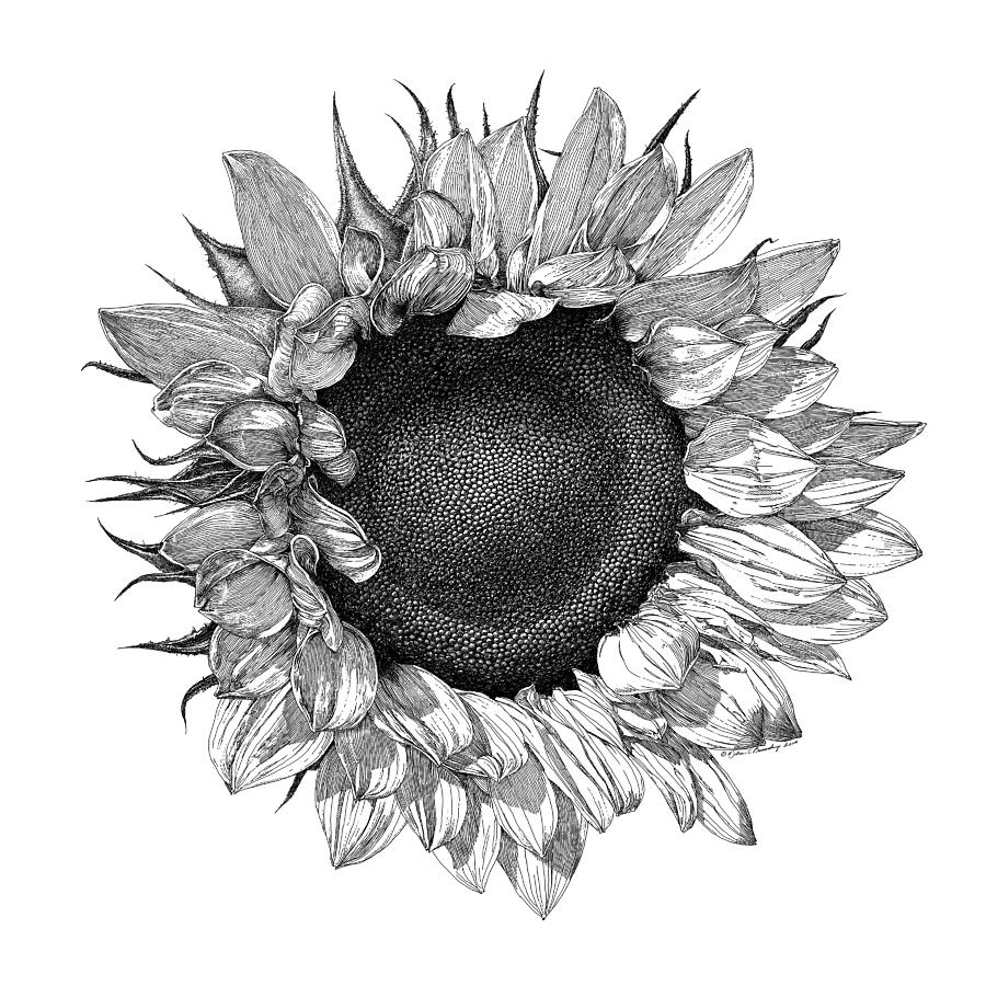 Single Sunflower Drawing by William Beauchamp