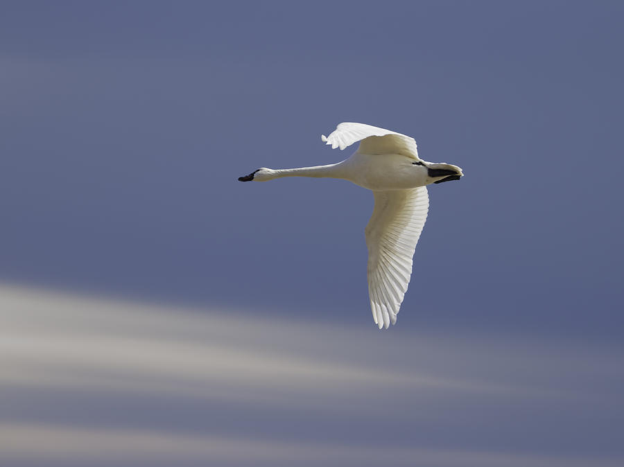Single Swan In Flight Photograph by Thomas Young