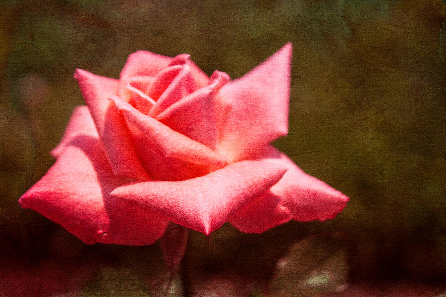 Single Textured Rose Photograph by Arlene Carmel