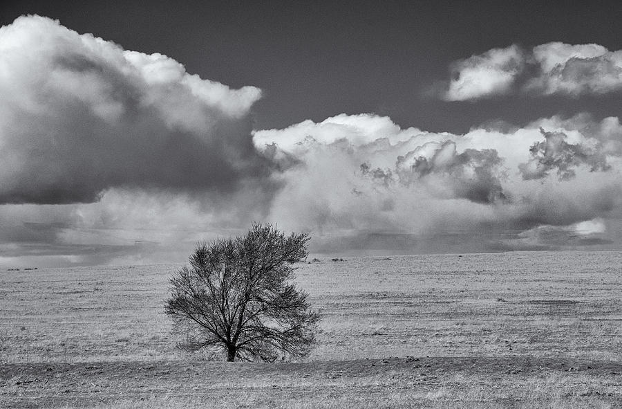 Single tree Photograph by Carolyn DAlessandro