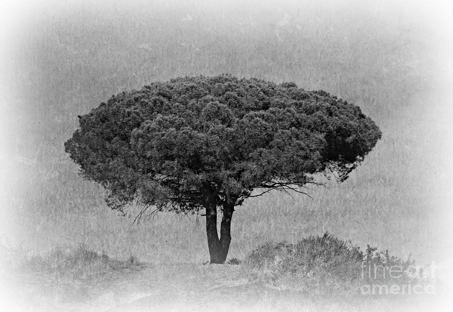 Tree Photograph - Single Tree by Clare Bevan