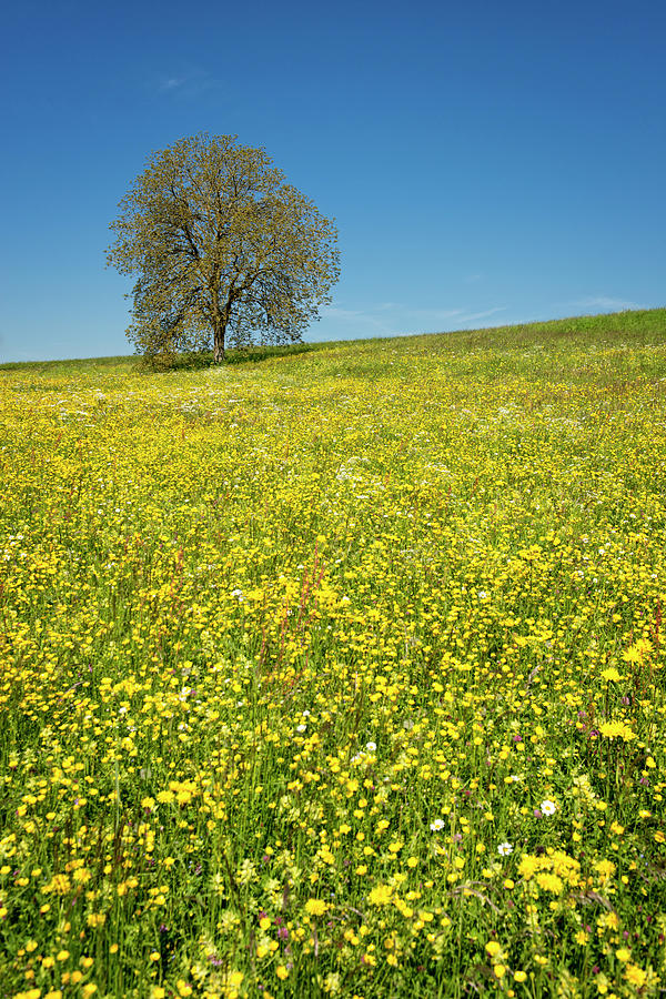 Single Tree In A Field Of Wildflowers Photograph by Thomas Winz