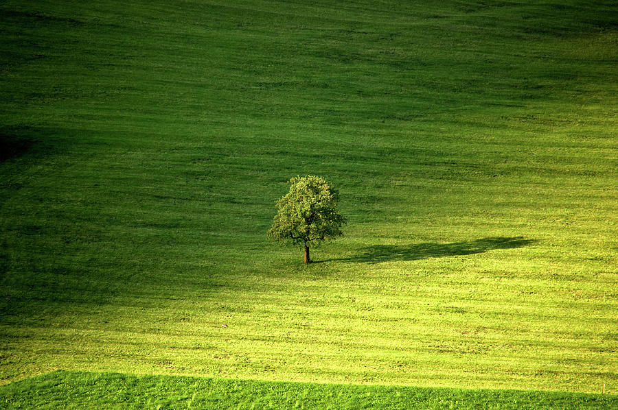 Single Tree In A Green Field, Obwalden Photograph by Svjetlana