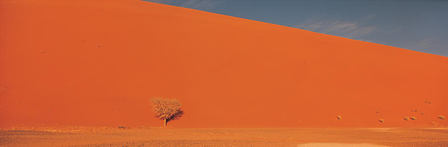 Tree Photograph - Single Tree In Desert Namibia by Panoramic Images
