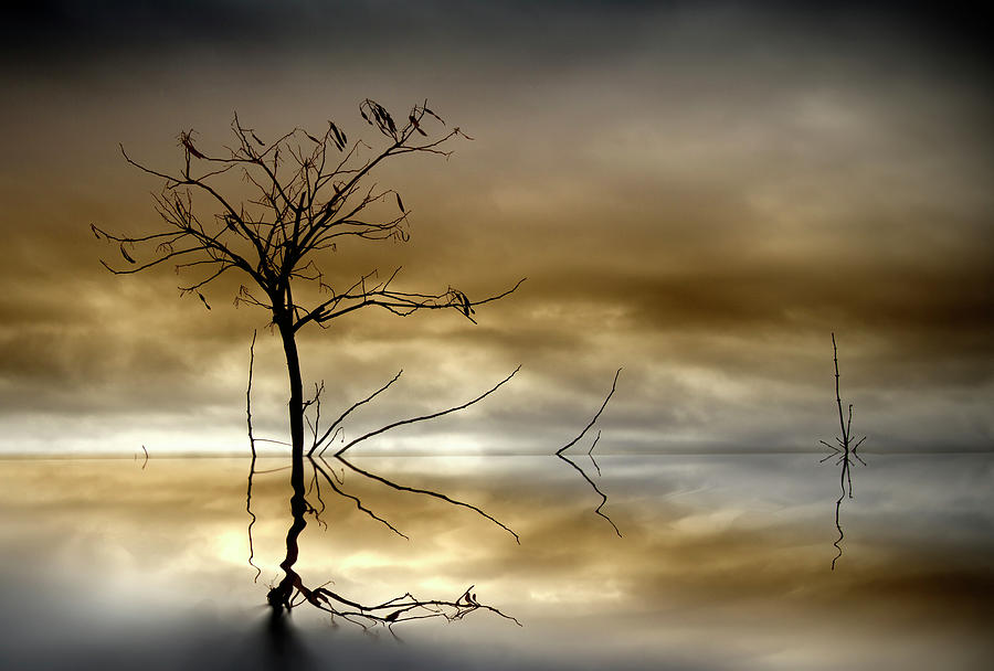 Single Tree Photograph by Inmacor
