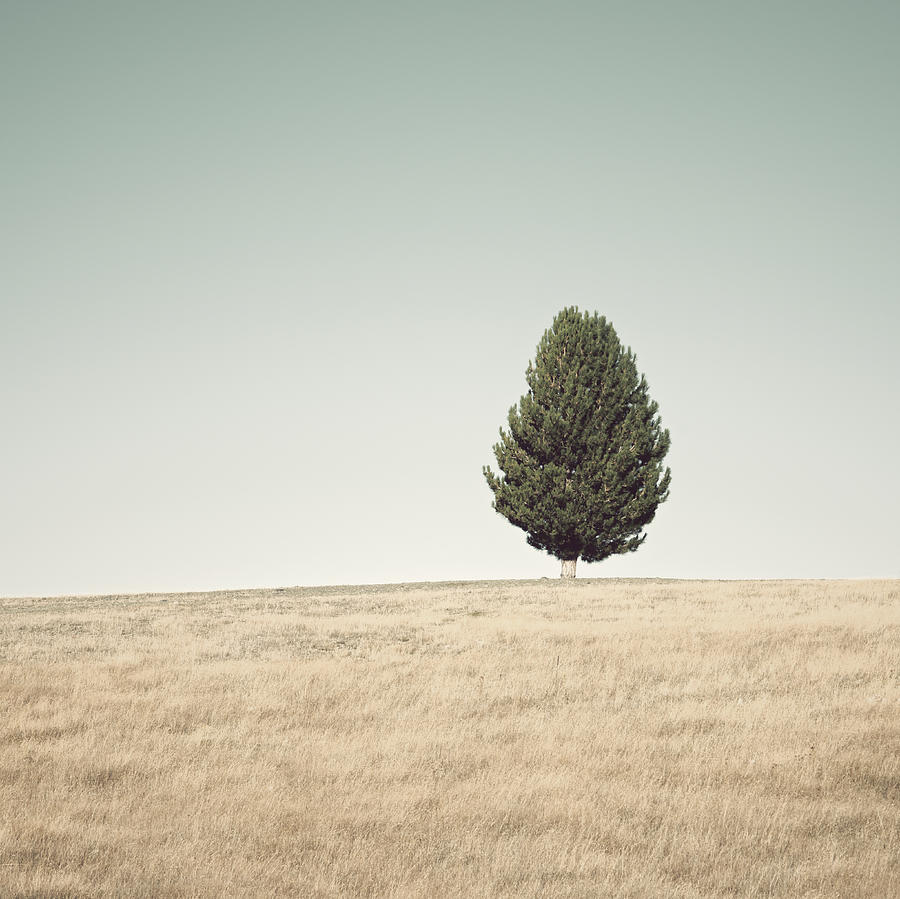 Single Tree On The Canterbury Plains Photograph by Paul Simon Wheeler Photography