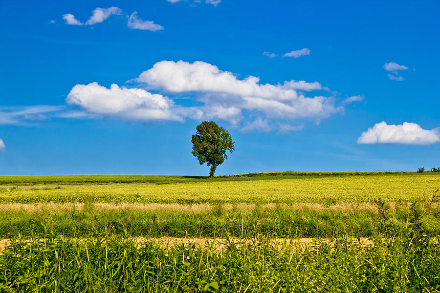 Single tree on yellow field Photograph by Brch Photography