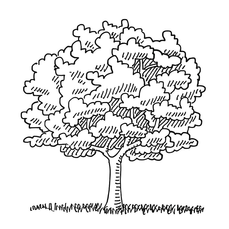 Single Tree Summer Nature Drawing Drawing by FrankRamspott
