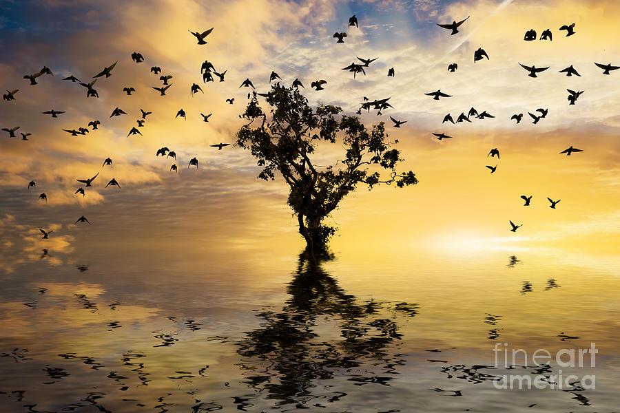 Single tree sunrise and birds Photograph by Simon Bratt