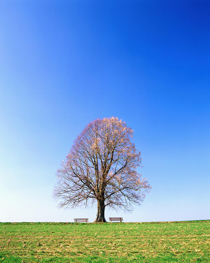 Single Tree With Two Benches Photograph by Thomas Winz