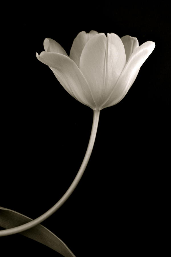 Single Tulip Photograph