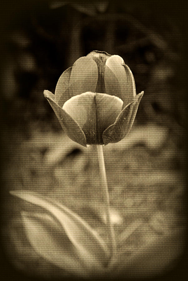 Single Tulip Photograph by Kelly Nowak