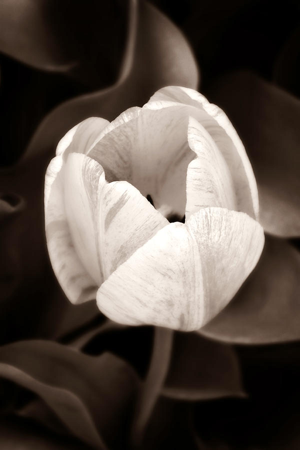 Single Tulip Photograph by Marilyn Hunt