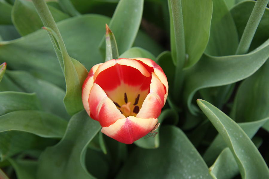 Tulip Photograph - Single tulip by Shawna Clausen