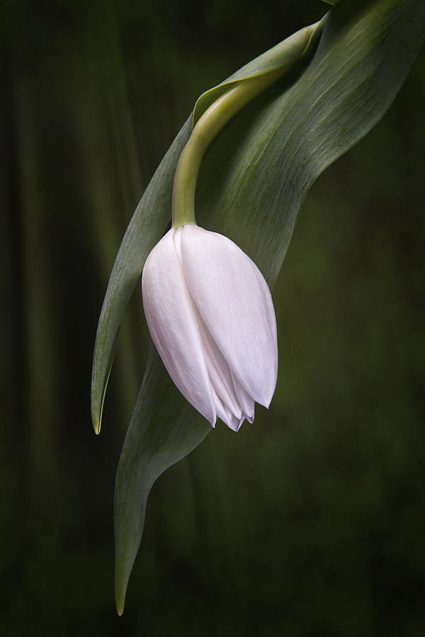 Single Tulip Still Life Photograph by Tom Mc Nemar